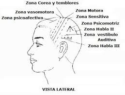 Craneoacupuntura: Integración de la Medicina Tradicional China y la Neurociencia Moderna en la Rehabilitación Neurológica 4 vista lateral de la zonas de craneopuntura