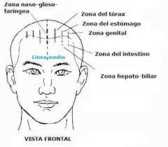 Craneoacupuntura: Integración de la Medicina Tradicional China y la Neurociencia Moderna en la Rehabilitación Neurológica 5 vita anterior de los puntos frontales de la craneopuntura